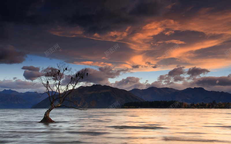 淘宝背景图jpg设计背景_新图网 https://ixintu.com 摄影 风景 黄昏红色晚霞树上的鸟儿新西兰瓦纳卡湖面著名的孤树 鸟栖息高清