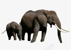大象动物生物素材