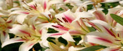 百合花摄影百合花背景高清图片