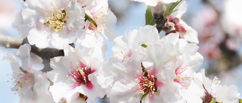 鲜花背景jpg设计背景_新图网 https://ixintu.com 鲜花 博客 广告 banner 樱花 淘宝 海报banner 摄影 风景