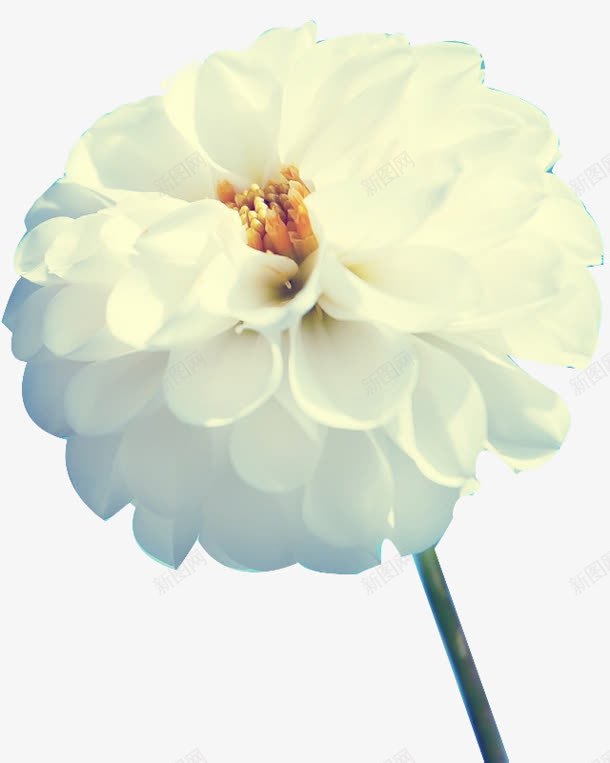 白色花朵花蕊png免抠素材_新图网 https://ixintu.com 白色 花朵 花蕊