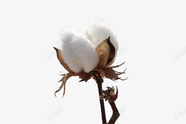 棉花植物花朵服装材质png免抠素材_新图网 https://ixintu.com 服装 材质 棉花 植物 花朵