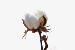 棉质棉花植物花朵服装材质高清图片