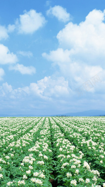 白色鲜花植物H5背景背景