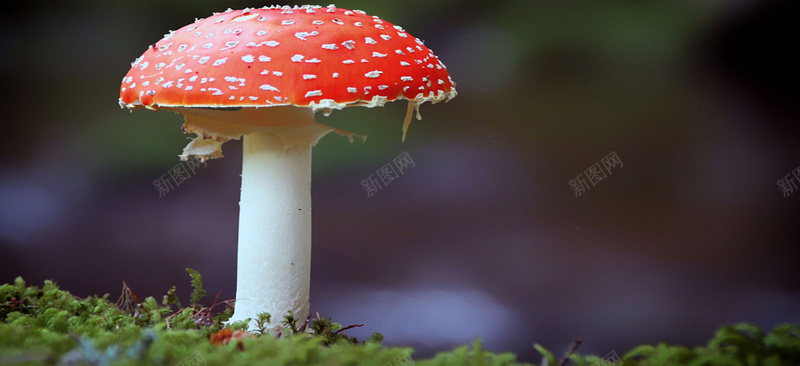 蘑菇背景jpg设计背景_新图网 https://ixintu.com 背景 banner 首页 海报 淘宝海报 天猫海报 海报素材 活动背景 蘑菇 海报banner 摄影 风景