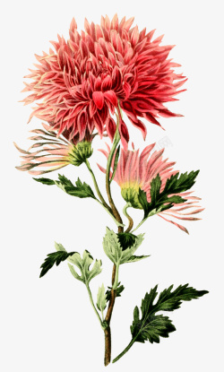 复古手绘植物花卉插画素材
