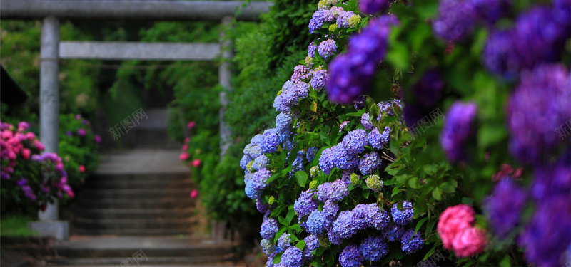 花团清新文艺背景jpg设计背景_新图网 https://ixintu.com 清新 文艺 风景 欧式 道路 花团 阶梯 紫色 淘宝 女装 背景 海报banner 摄影