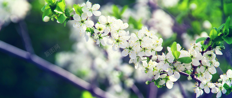 清新小花jpg设计背景_新图网 https://ixintu.com 花朵 绿色 夏日 唯美 海报banner 摄影 风景