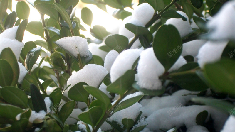 初雪植物绿色素材jpg设计背景_新图网 https://ixintu.com 初雪 植物 绿色 素材