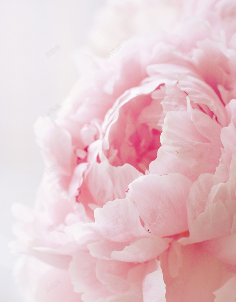 粉色开放的花朵H5背景jpg设计背景_新图网 https://ixintu.com H5 h5 小清新 文艺 清新 简约 粉色花 花卉