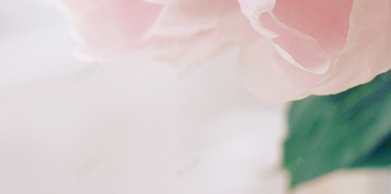 粉色开放的花朵H5背景jpg设计背景_新图网 https://ixintu.com H5 h5 小清新 文艺 清新 简约 粉色花 花卉