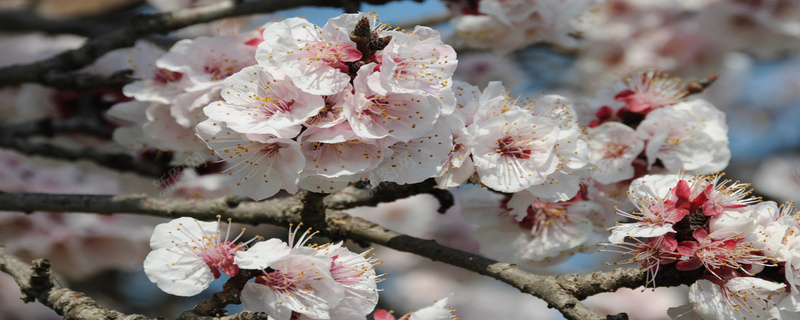 桃花背景图jpg设计背景_新图网 https://ixintu.com 桃花 风景 花朵 海报banner 摄影
