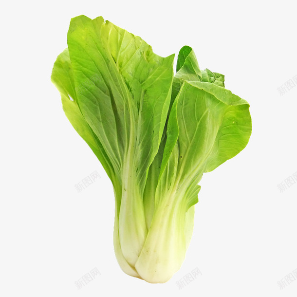 一颗白菜图标png_新图网 https://ixintu.com 一颗白菜 图示 插图 标识 白菜 蔬菜 青菜