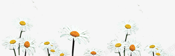 草地上的白色花朵png免抠素材_新图网 https://ixintu.com 卡通花 小雏菊 白色花朵 白花 花朵