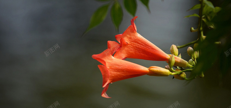 古典质感凌霄花背景jpg_新图网 https://ixintu.com 凌霄花 大自然 质感 古典 文艺 清新 花朵 背景 海报banner 摄影 风景