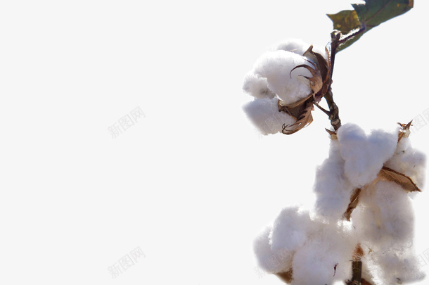 秋天的棉花白色棉絮png免抠素材_新图网 https://ixintu.com 服装 材质 棉花 植物 海报 背景 花朵 蓬松