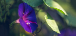 牵牛花摄影图片牵牛花高清图片