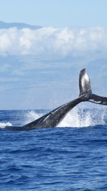 跃起的鲸鱼H5背景背景