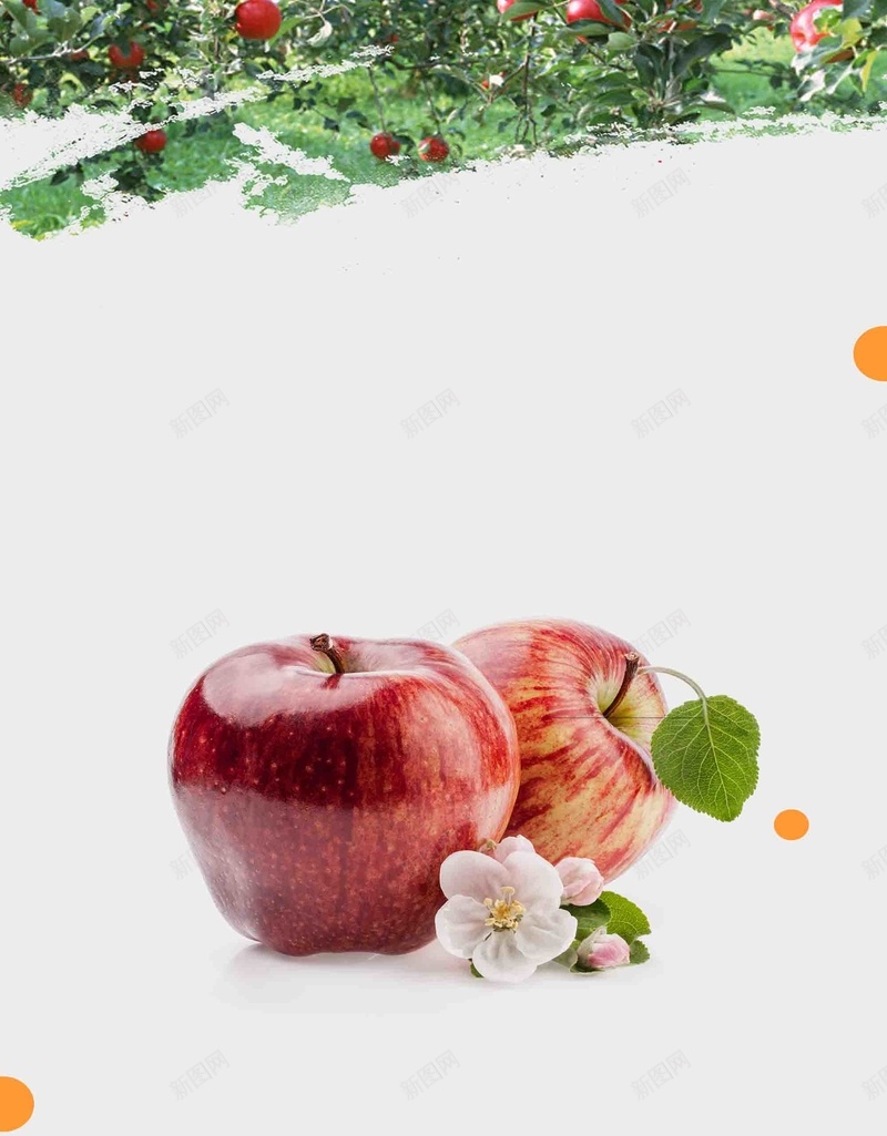 果园新鲜苹果海报背景模板psd设计背景_新图网 https://ixintu.com 宣传 小清新 新鲜 果园 活动 海报 背景模板 苹果 超市 超市传单