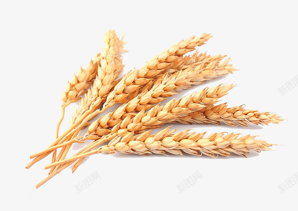 秋收的小麦3png免抠素材_新图网 https://ixintu.com 小麦 稻谷 粮食 谷物