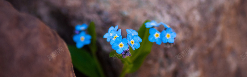 岩石缝里的小蓝花背景背景