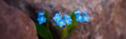 小蓝花岩石缝里的小蓝花背景高清图片