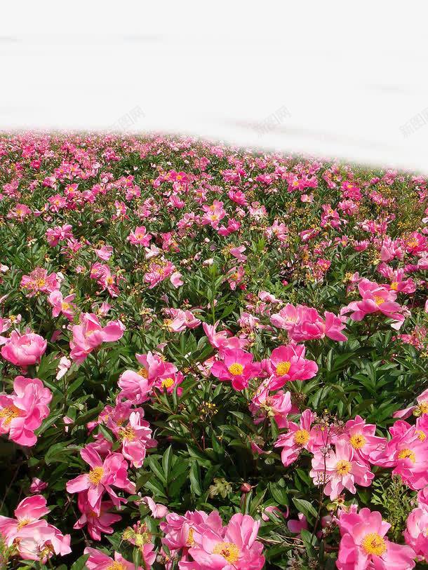 粉色花海浪漫png免抠素材_新图网 https://ixintu.com 粉色 花海 装饰图案