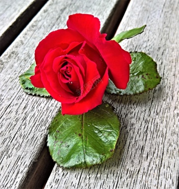 木板玫瑰花情人节背景