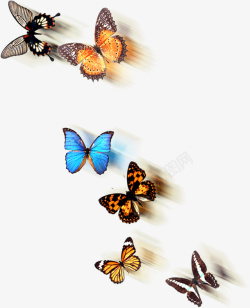 彩色蝴蝶标本素材