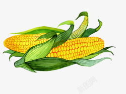 逼真的玉米手绘玉米高清图片