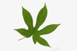 绿色的树叶一片素材