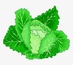 卡通绿色包菜蔬菜素材