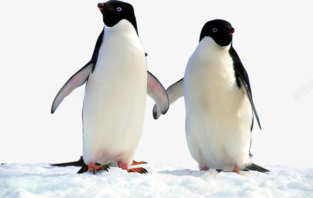 牵着手的企鹅png免抠素材_新图网 https://ixintu.com 企鹅 冬天 南极 牵手 雪地