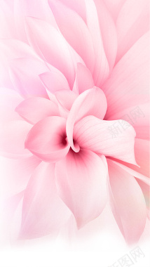 粉色清新花卉花蕊大气花朵优雅简约背景
