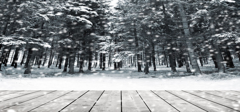 灰色的木板树林图片背景
