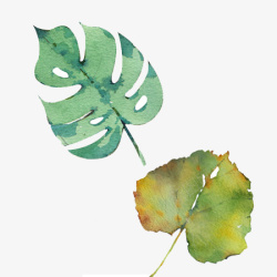 绿色的叶子插画素材