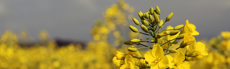 黄色油菜花大自然花朵背景背景