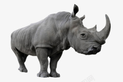 素食动物动物界大犀牛高清图片