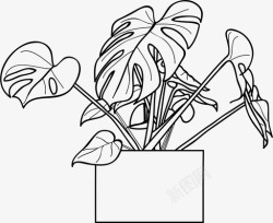 简约主义monsteradeliciosa盆栽植物monsteradeliciosa植物绿色植物图标高清图片