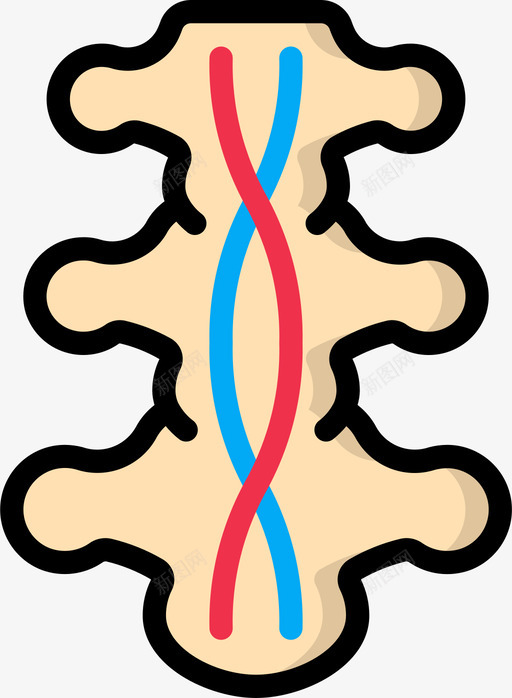脊髓神经学1线状颜色svg_新图网 https://ixintu.com 脊髓 神经学 线状 颜色
