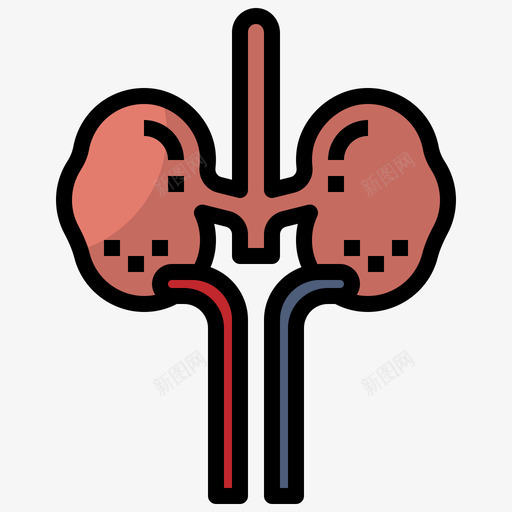 肾脏健康78线性颜色svg_新图网 https://ixintu.com 肾脏 健康 线性 颜色