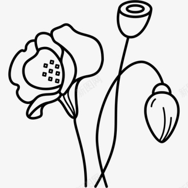 盛开的罂粟花药草图标