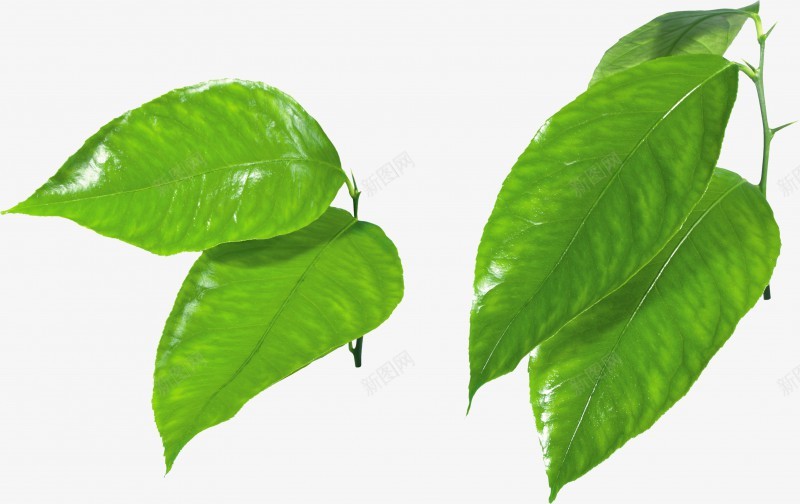 叶子动植物png免抠素材_新图网 https://ixintu.com 叶子 动植物
