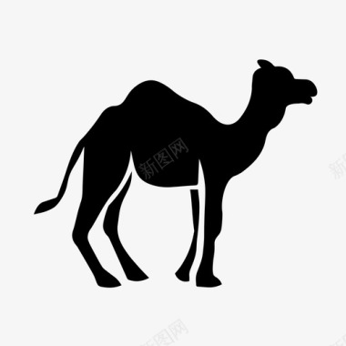 骆驼阿拉伯沙漠图标