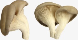 新鲜的香菇蘑菇透明图层白蘑菇椴木香菇干香菇菇卡通香素材