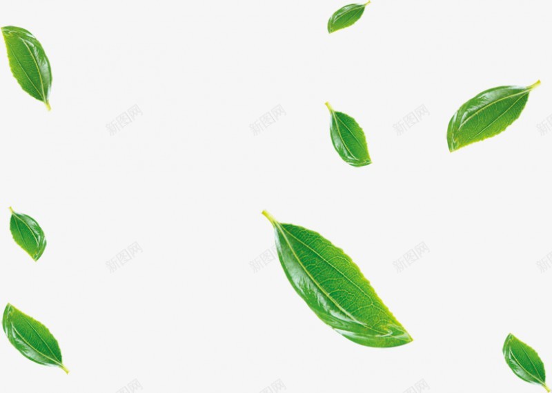绿色茶叶树叶漂浮素材png免抠素材_新图网 https://ixintu.com 绿色漂浮茶叶 绿叶漂浮 绿色树叶 叶子 树叶 茶叶