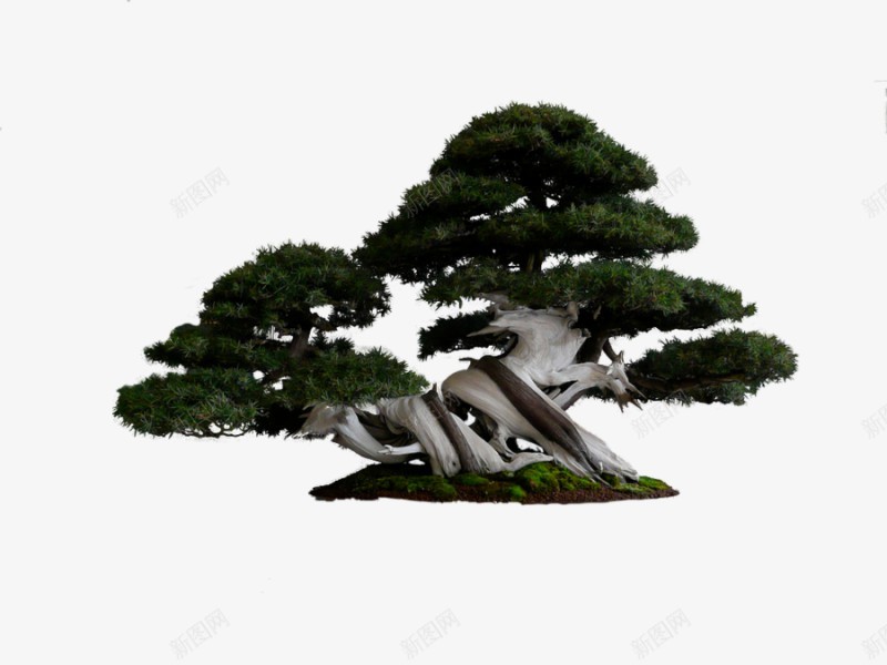 树由camelfobiapng_新图网 https://ixintu.com 树由 camelfobia