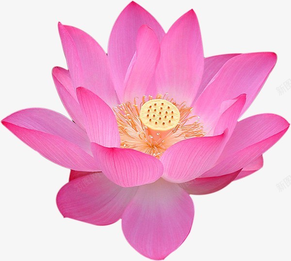 荷花图二彼岸桃花花朵花瓣鲜花花png免抠素材_新图网 https://ixintu.com 荷花 图二 彼岸 桃花 花朵 花瓣 鲜花 花花