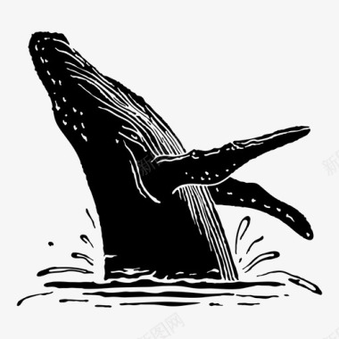 鲸鱼须鲸鲸目动物图标