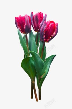 性质花郁金香开花紫盛开春天孤立花花园花瓣厂植物群素材